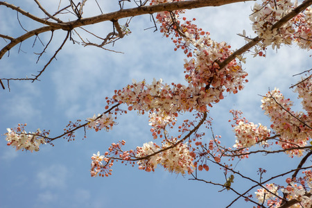 Wild Himalayan Cherry,Prunus cerasoides flower background.の写真素材