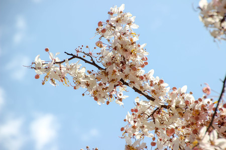 Wild Himalayan Cherry,Prunus cerasoides flower background.の写真素材