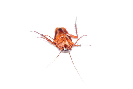  Cockroach on the background.                            