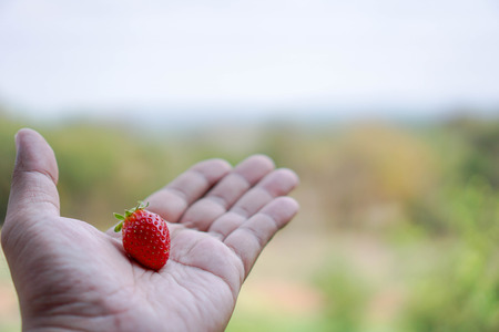 Strawberries on men's hands, food concepts and fruits. Or make a background.の写真素材