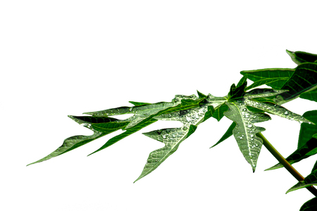 Papaya leaves on white background.の写真素材