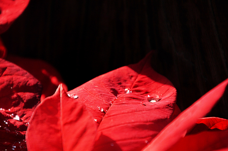 Water droplets on red leaf beautiful trees.の写真素材