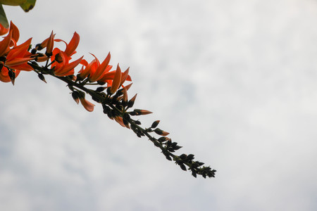 Bastard Teak,Butea monosperma (Lam.) Taub,There are many orange flowers in the North and Northeast of Thailand.の写真素材