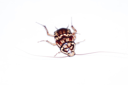 Roach on a white background.