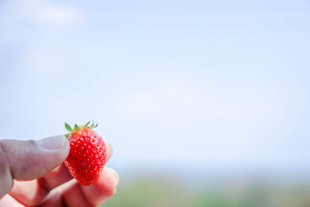Strawberries on men's hands, food concepts and fruits. Or make a background.の写真素材