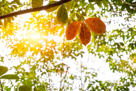 Leaves of sunlight are sent down.の写真素材