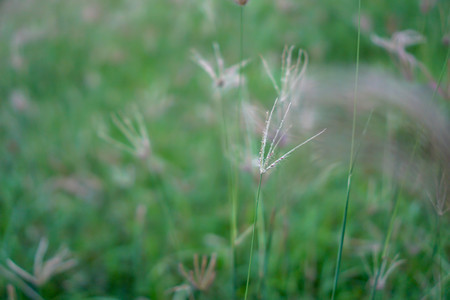 Grass flower background pattern.の写真素材