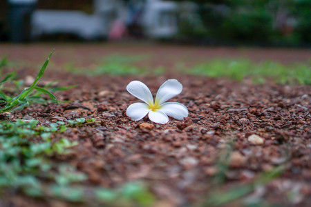 Champa made as a backgroundの写真素材