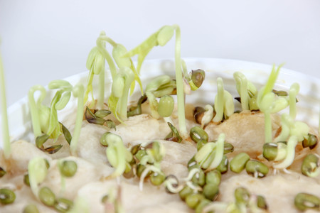 Sprout, the tree sprouting from the seed is the concept of exuberance.の写真素材