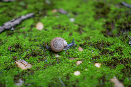 Snail walking on moss area.の写真素材