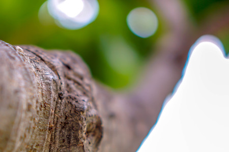 The branches and the bokeh leaves are behind.