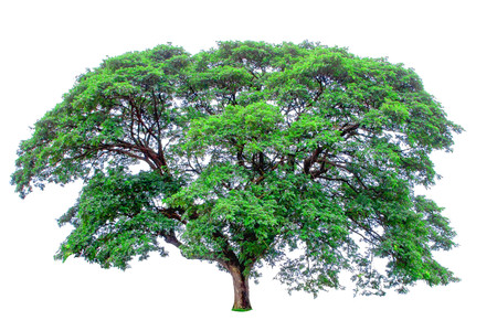 Tree on white background,clipping paths.の写真素材