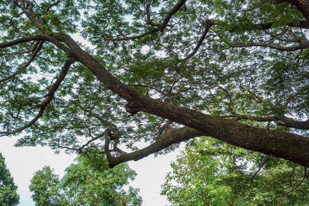 Branch under a tree with green leaves.