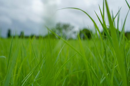 Green pasture pattern textuer background.