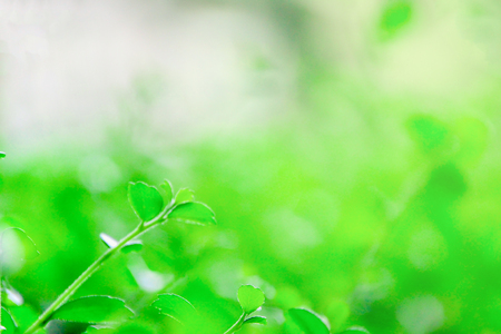 Blur backgruund,Green nature with copy space using as background or wallpaper.の写真素材