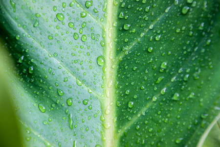 The rain on the green leaves.