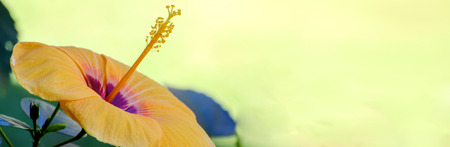banner backgroung,Yellow hibiscus with blurred yellow background with space for writing text.の写真素材