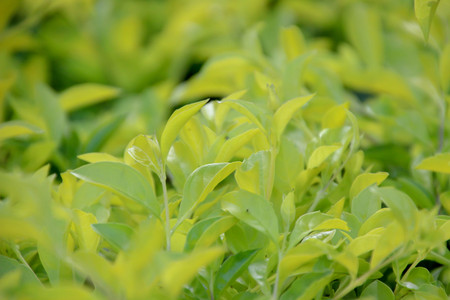 Leaves of sunlight are sent down,green leaf background pattern