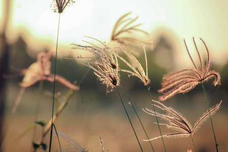 Grass with flowers,field of flowers, field background.の写真素材