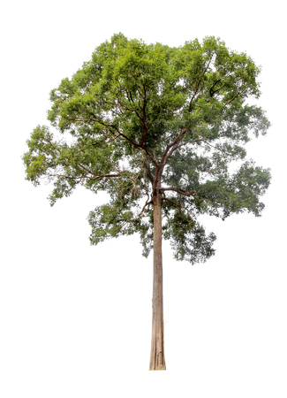 Collection of isolated trees on a white background. Beautiful tree It is suitable for use in decorating, decorating, and printingの写真素材