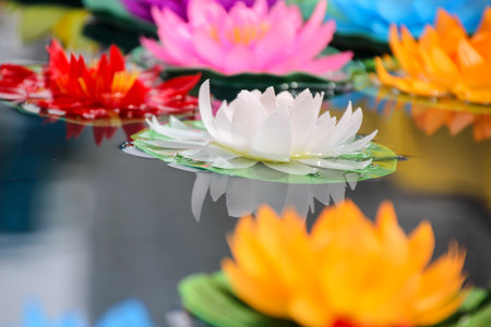 Artificial lotus flowers in various colors floating on the water surface with beautiful reflectionの写真素材