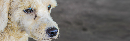 Banner size,White poodle breed dogs are making sad faces waiting to eat.