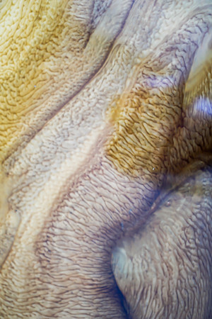 Engine oil that has been changed and mixed with water creates beautiful patterns, can be used to...