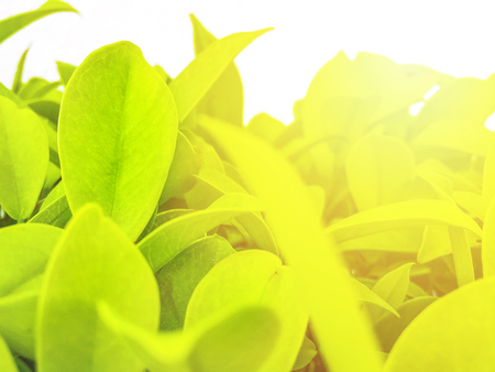 Blur background,Natural green plants used as background or wallpaper,Natural scenery of green leaves in the garden.の写真素材