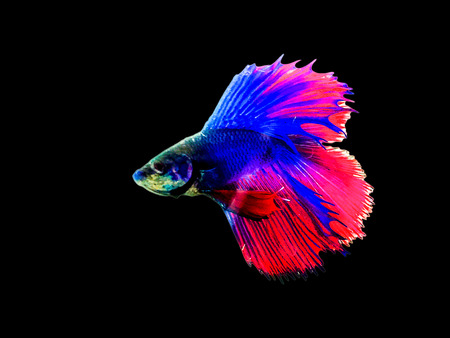Thai betta fish,Fighting Fish on a separate black background.