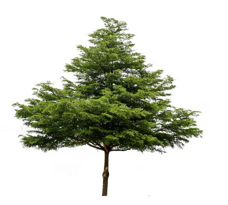 Tree isolated on white background,clipping paths.