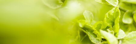 Natural banner, green leaves in the garden.