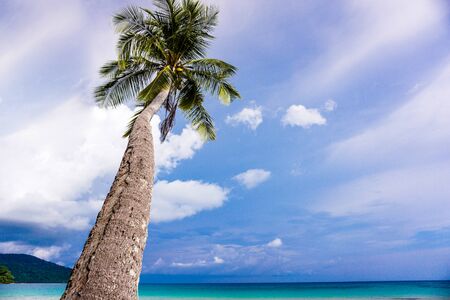Coconut trees by the sea, summer relaxation ideasの写真素材
