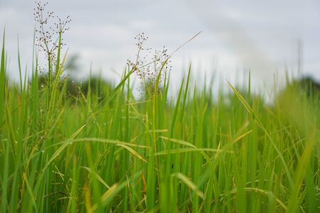 Green rice plant pattern background.の写真素材