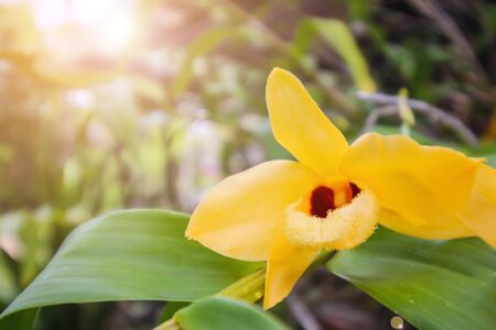 Yellow orchids are in the morning garden.の写真素材