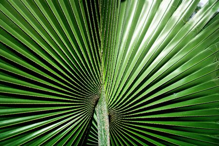 abstract nature green leaf pattern background.