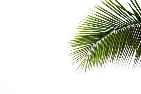 Coconut leaves on a isolated white backgroundの写真素材