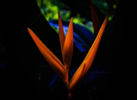 Bird of paradise, beautiful, yellow flower
