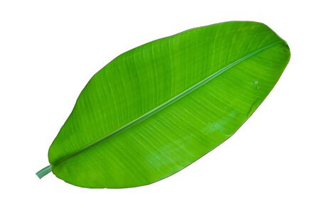 banana leaf on white background                            の写真素材