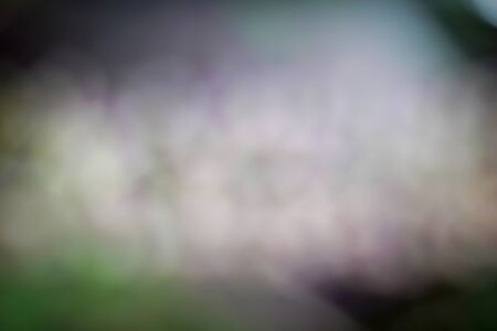 Abstract bokeh nature leaves pattern texture background.            の写真素材