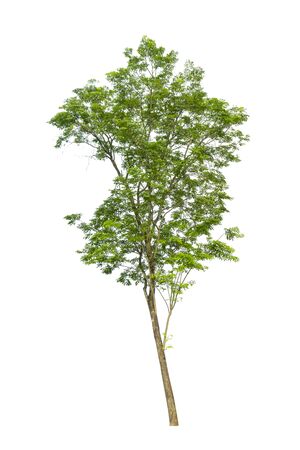 Trees on a isolated white background.の写真素材