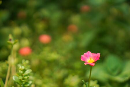 Pink flowers in the garden with a bokeh green background.の写真素材