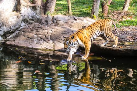 A tiger is bathing in the jungle.の写真素材