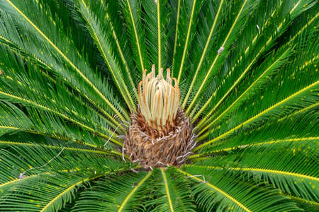 Photos of palm trees taken from above and up close.の写真素材