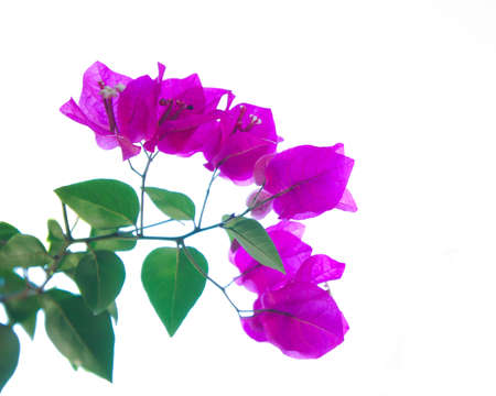 Bougainvillea flowers on a white background