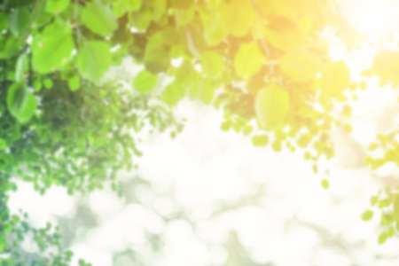 Natural background blur, green leaf images with bokeh as background