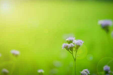 Photos of nature grass flowers on the backgroundの写真素材