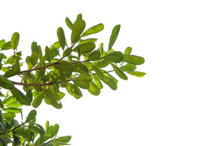 Leaves on a white background