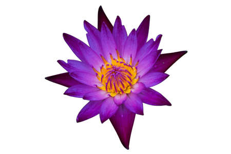 Purple lotus flower on a white backgroundの写真素材