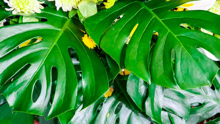 Background blur photo, full frame monstera leavesの写真素材