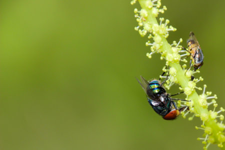 Live green fly On the leaves eatingの写真素材